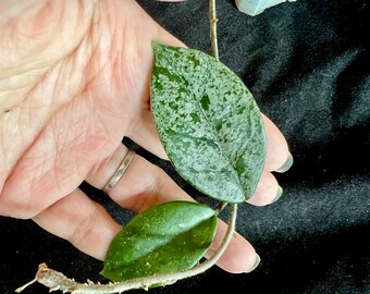 Hoya Wilber Grave Russia Super Silver Cutting