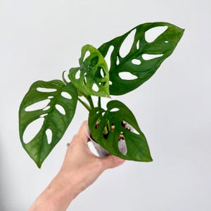 May include: A Monstera adansonii plant with vibrant green, heart-shaped leaves featuring distinct natural perforations or fenestrations. The plant is potted in a small, clear plastic container, showcasing its unique foliage and trailing stems.