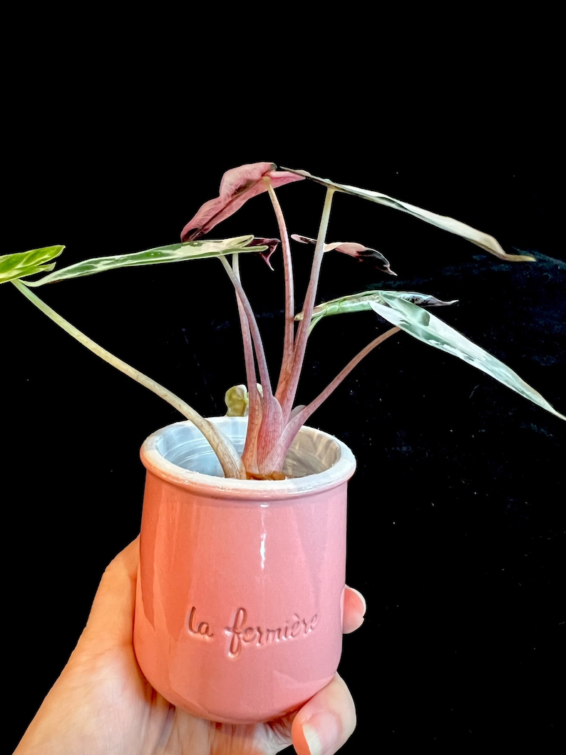 La Fermiere Yogurt Pot and Match Clear Inner Pot Etsy