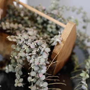 Dischidia Nummularia Variegated Rooted/Unrooted