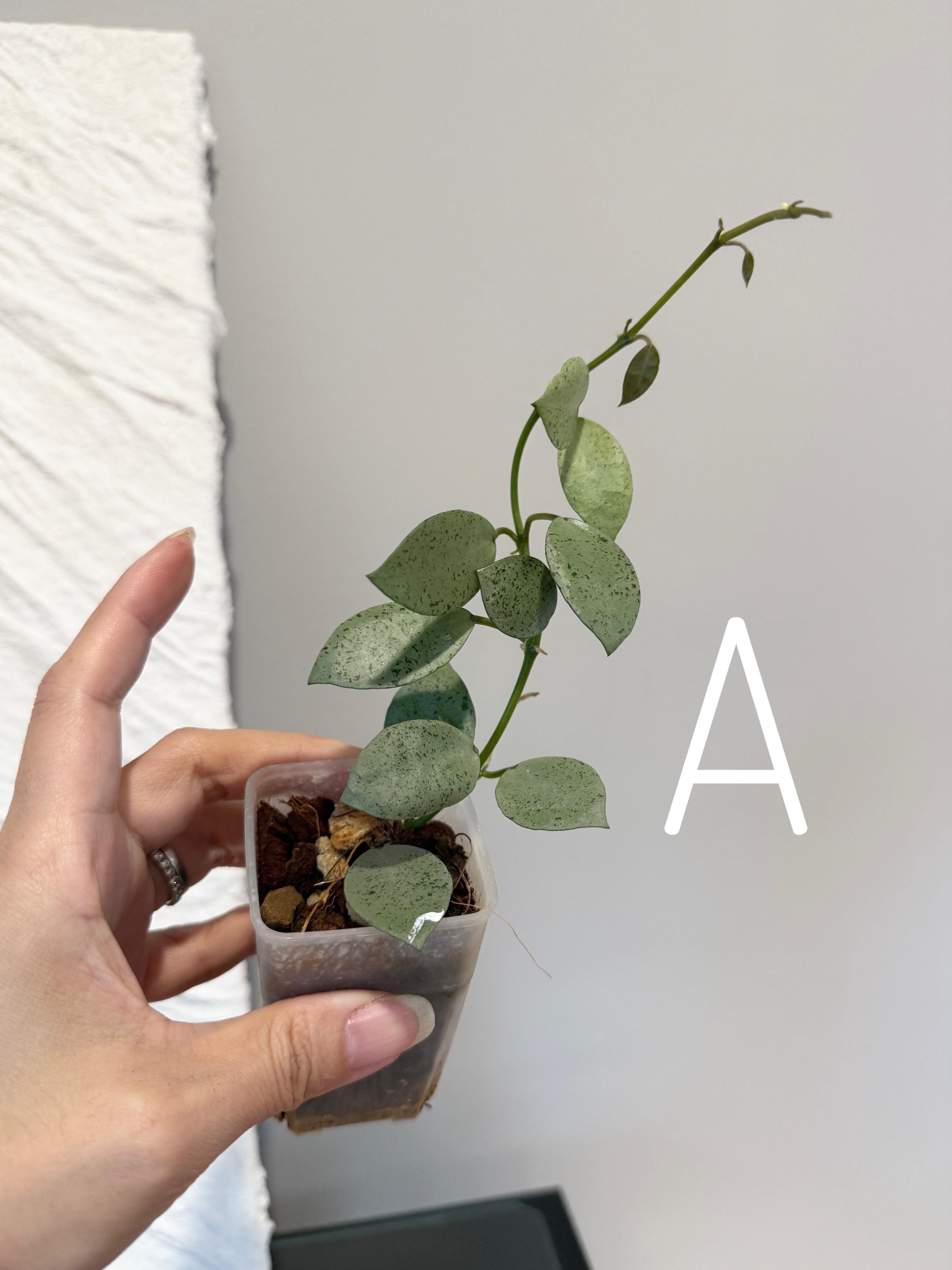 Hoya Lacunosa 'Mint Coin' Rooted/ UNROOTED cuttings - Etsy 日本
