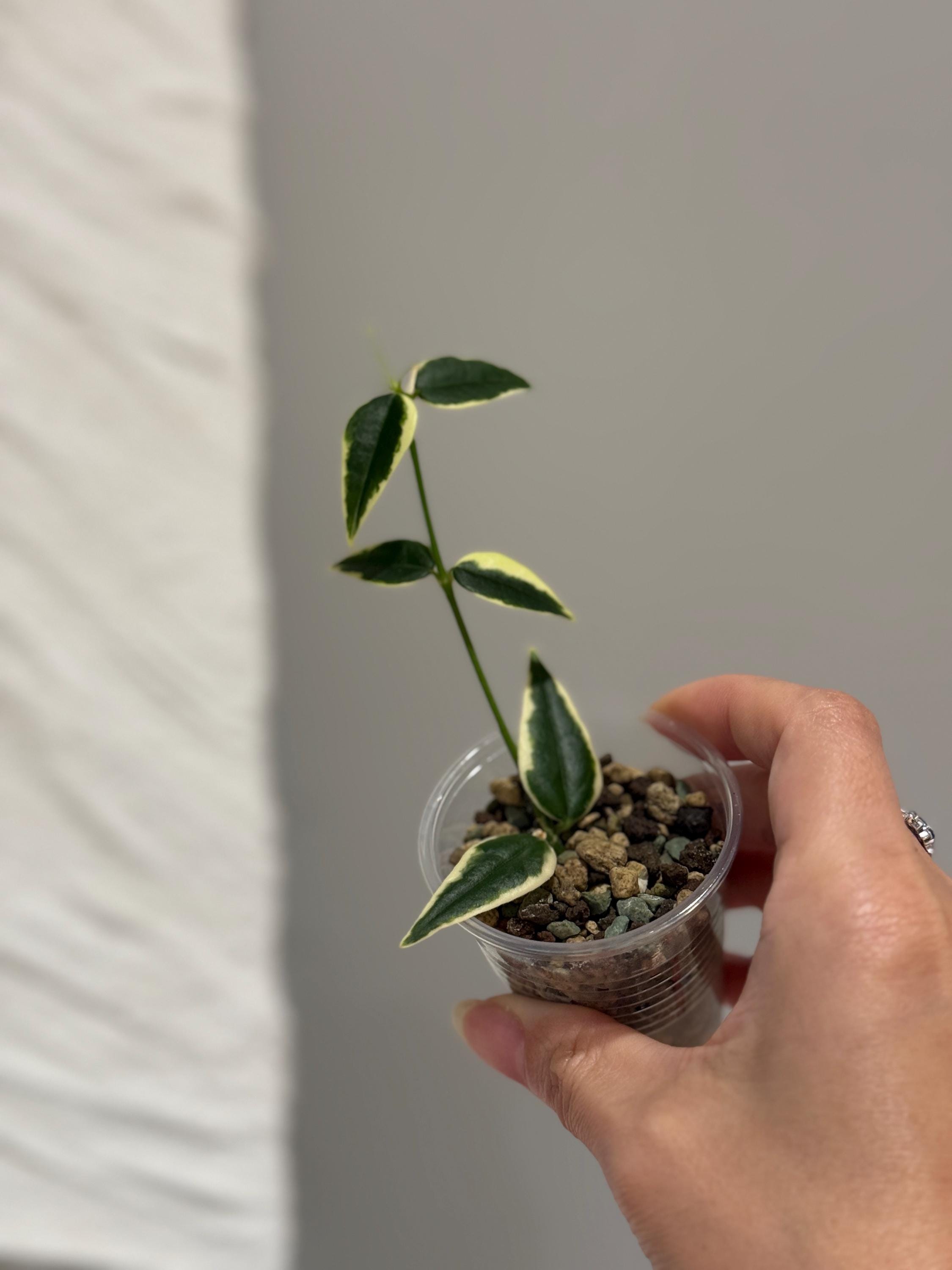鉢花 518 Hoya bella 'AlbomarginataVariegata' Hoya Bella Variegated Albomarginata Rooted - Etsy