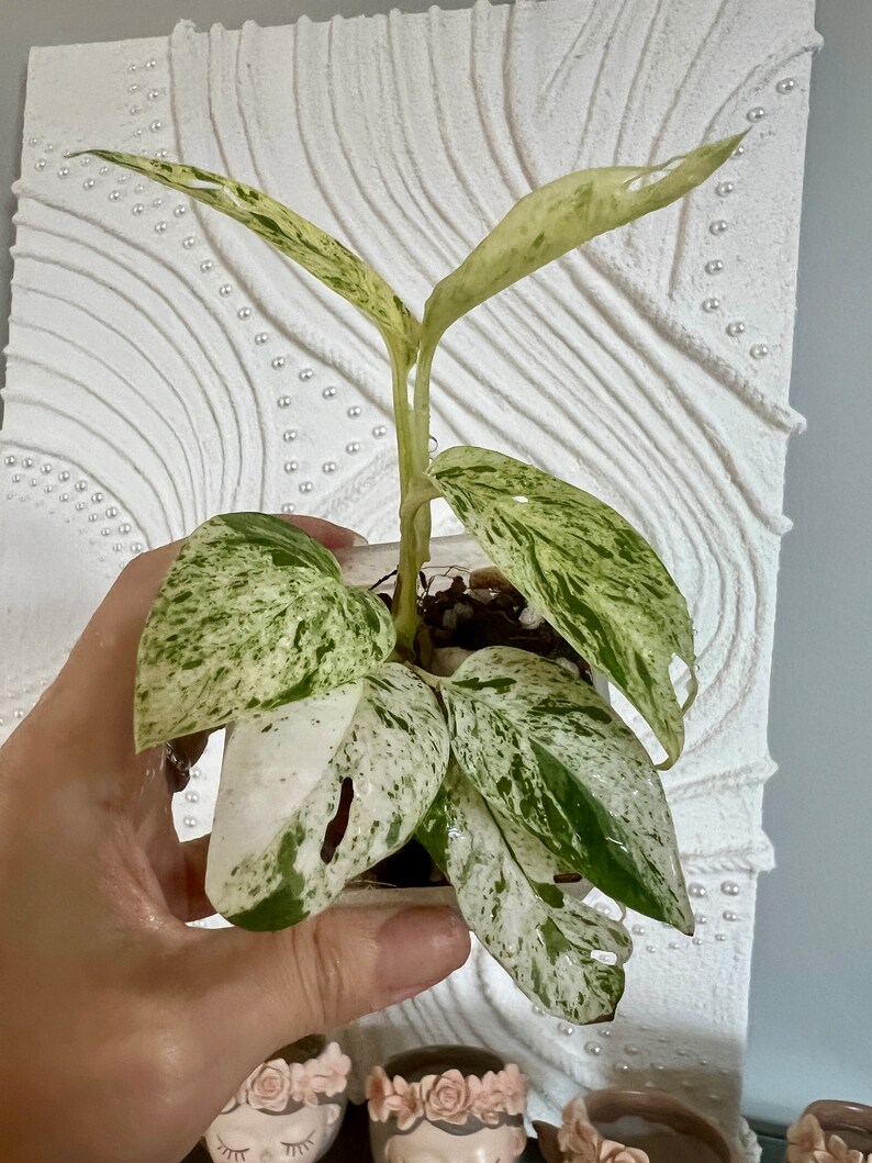 US Seller Epipremnum Pinnatum Marble Variegated Rooted in Moss or soil / Unrooted image 3