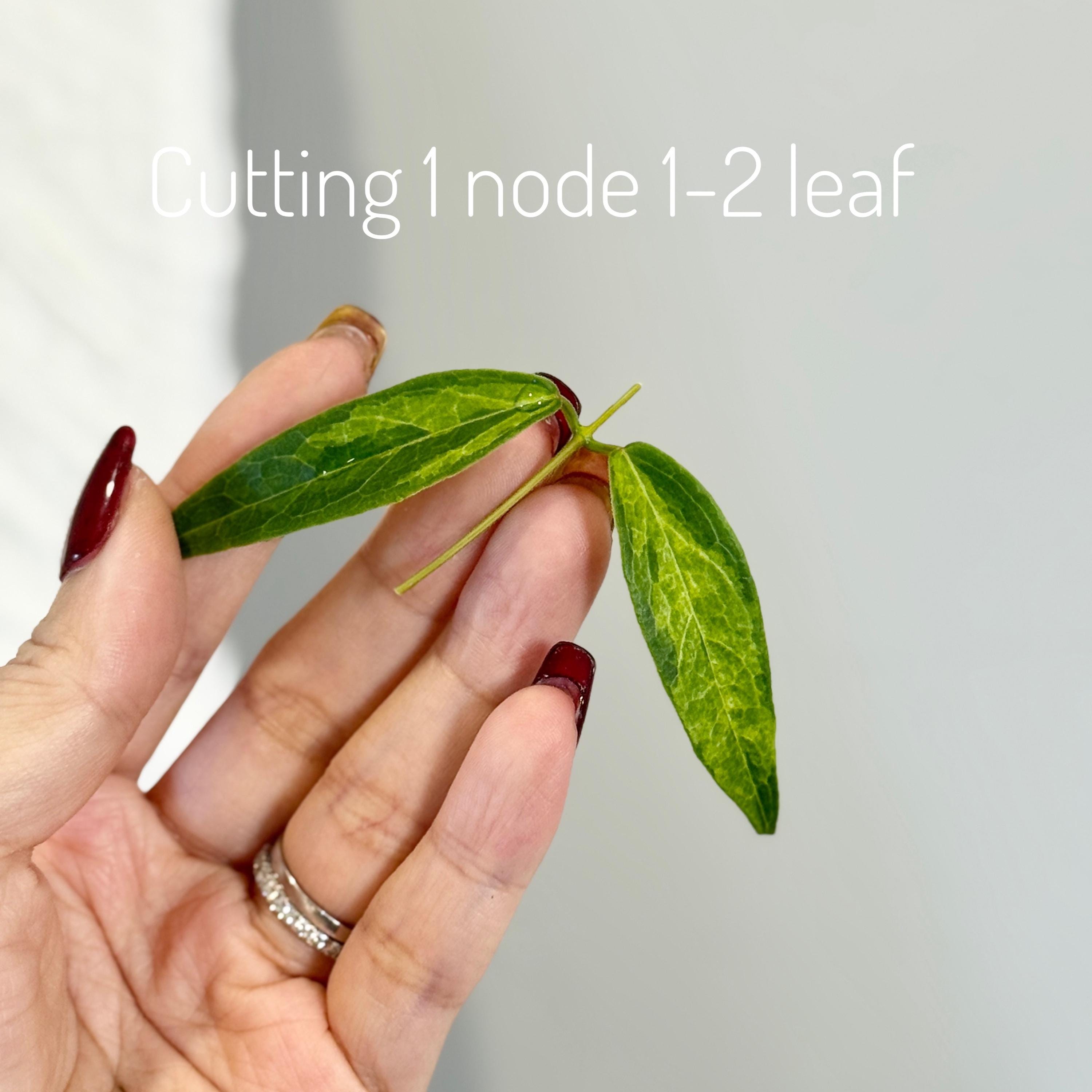 Hoya Dennisii Frida Rooted Plant / Unrooted Cutting - Etsy Israel