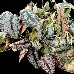 Silver Satin Exotica Scindapsus Pictus with Large Leaves vine plant