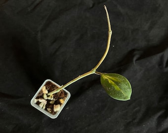 Hoya obovata Variegated Rooted startup plant