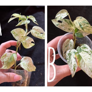 US Seller Epipremnum Pinnatum Marble Variegated Rooted in Moss or soil / Unrooted image 2