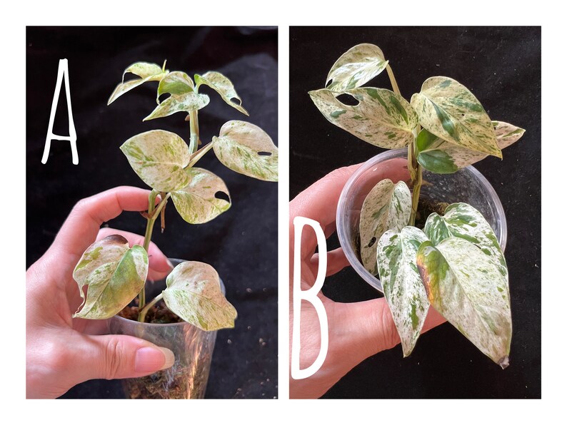 US Seller Epipremnum Pinnatum Marble Variegated Rooted in Moss or soil / Unrooted image 2