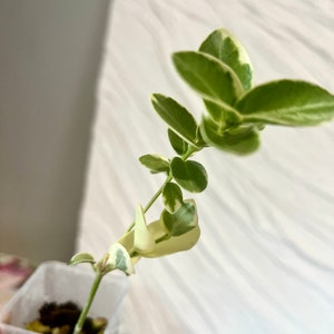 Hoya Cumingiana Variegated Rooted in pon