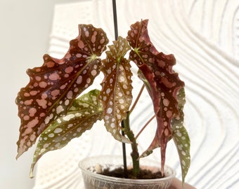 4 Inch Begonia Amelia