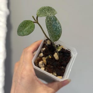 Hoya Nova Ghost Rooted