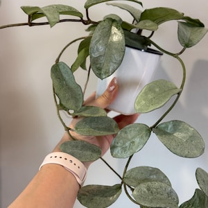 May include: A Hoya plant with large, oval, speckled green leaves and trailing vines. The plant is in a white square pot with a black rim. The plant is held by a person.
