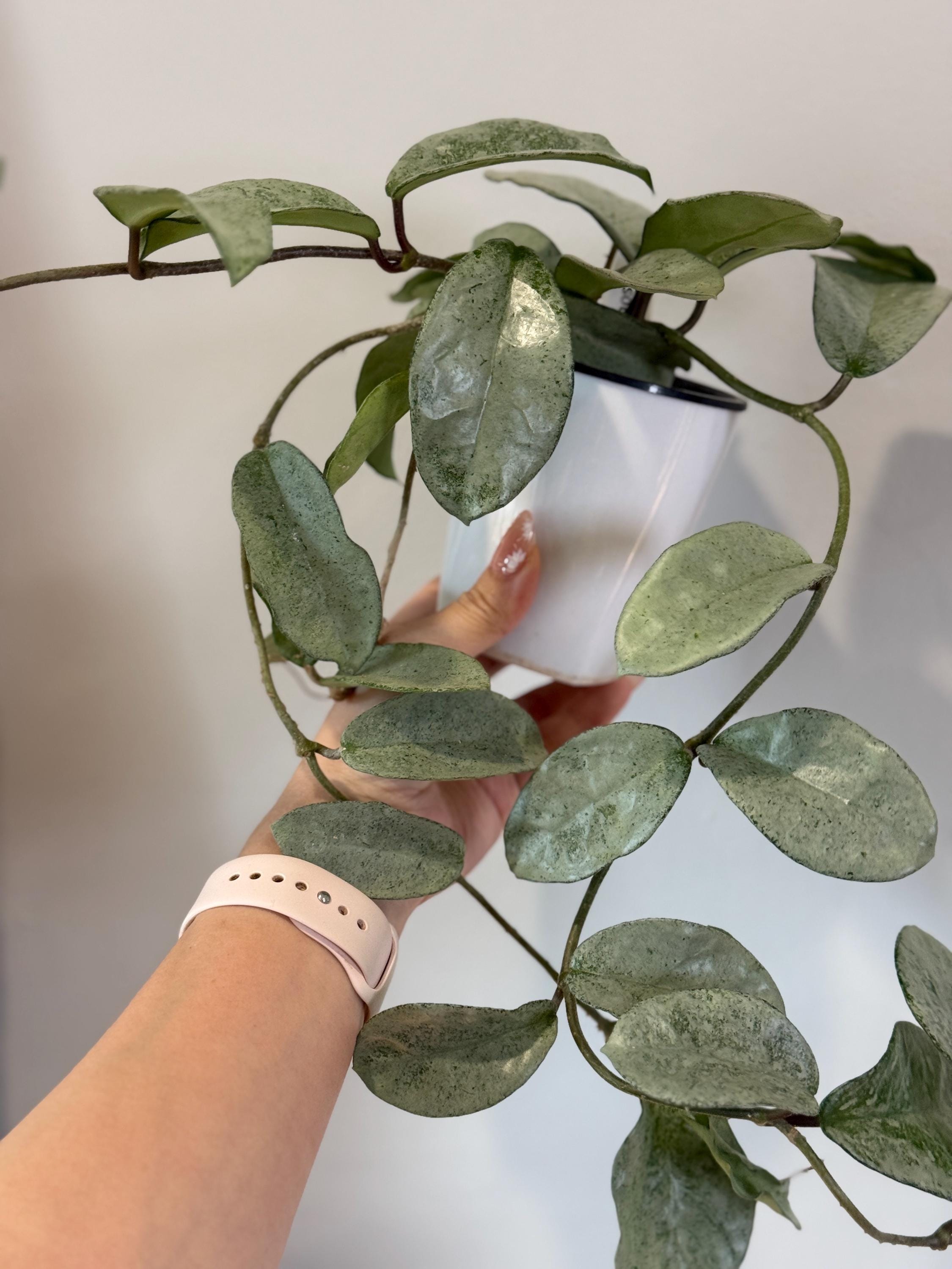 Hoya Gray Fairy - Etsy