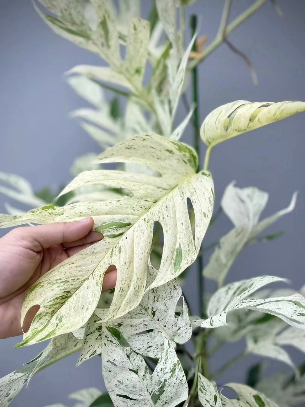 Epipremnum Pinnatum Variegated - Mature size – Aroid Market