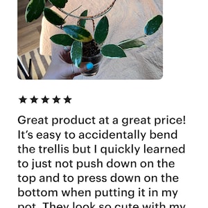 May include: A variegated Hoya plant with green and white leaves growing on a copper wire trellis. The plant is in a clear plastic pot.