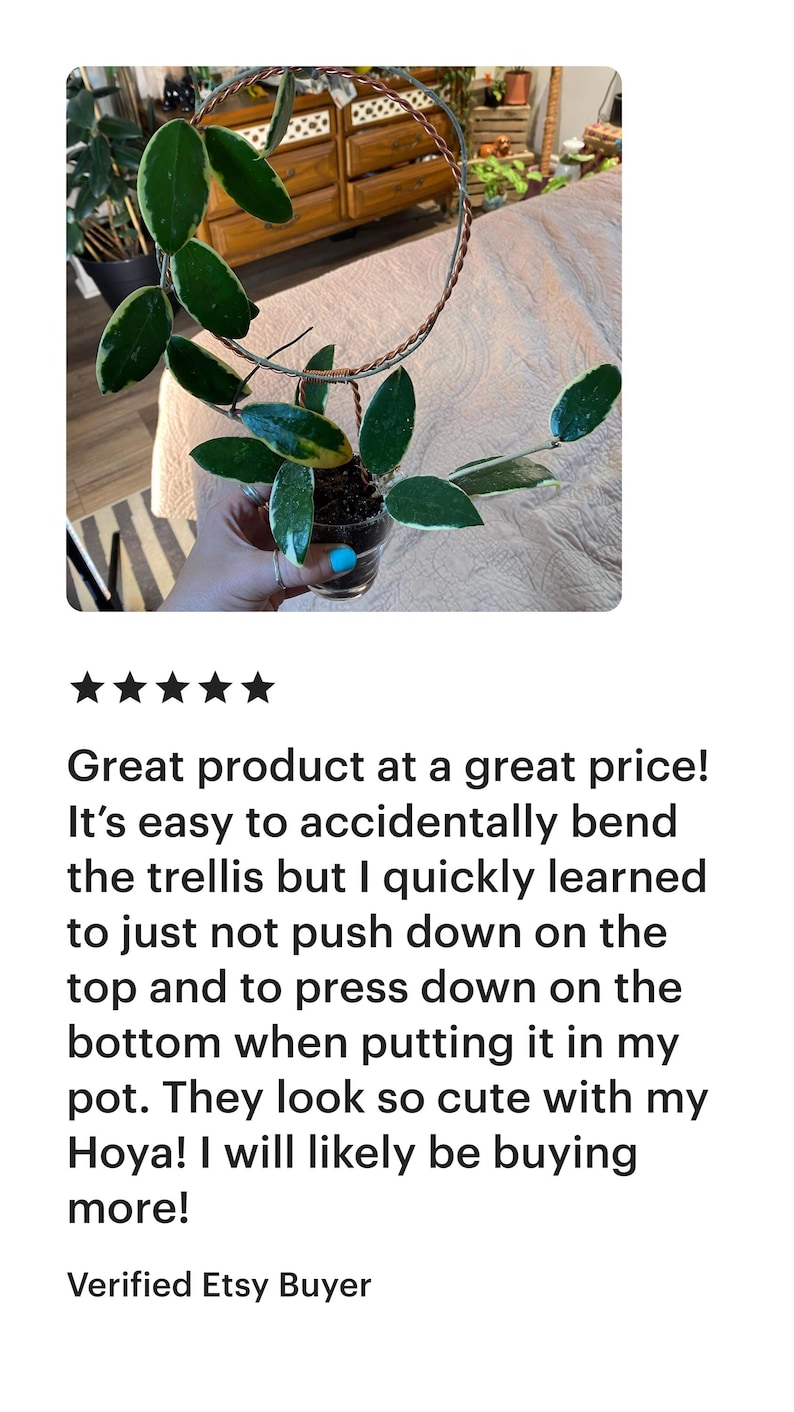May include: A variegated Hoya plant with green and white leaves growing on a copper wire trellis. The plant is in a clear plastic pot.