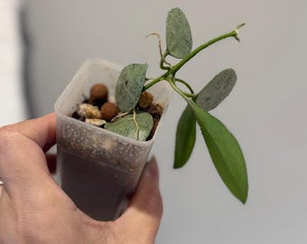 Hoya Lacunosa 'Mint Coin' Rooted/ UNROOTED cuttings - Etsy 日本