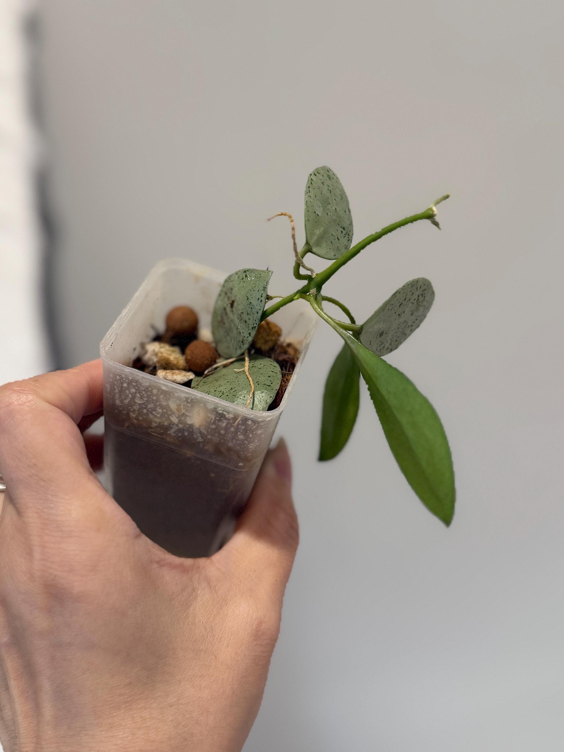 Hoya Lacunosa 'Mint Coin' Rooted/ UNROOTED cuttings - Etsy 日本