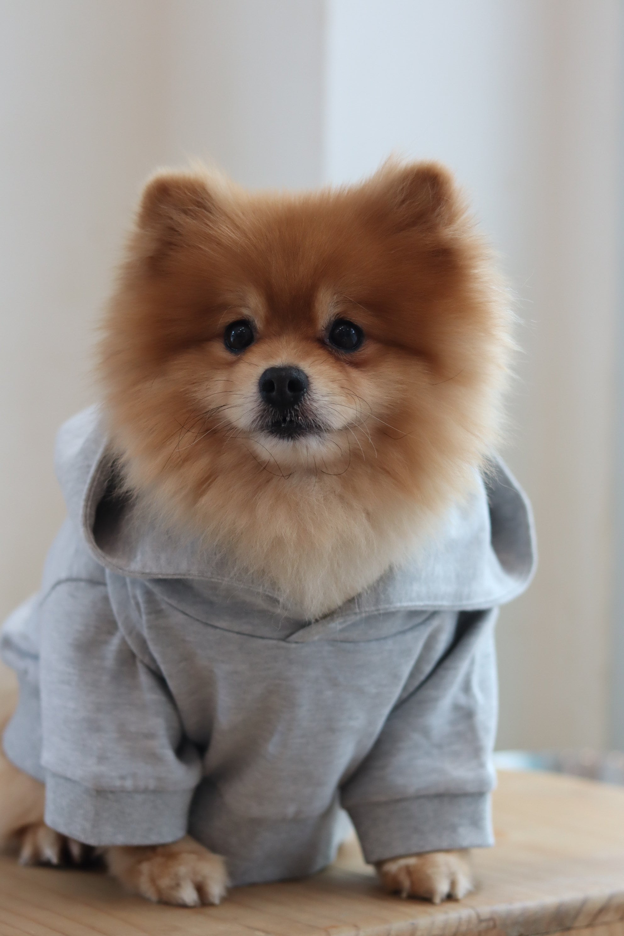 Puppies in baby clothes outlet