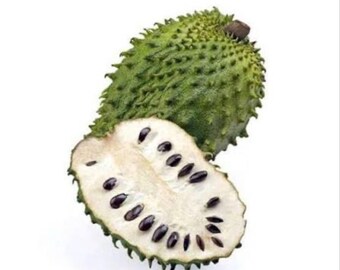 Organic Soursop (Guanábana) – 1 Whole Fruit (1–3 lbs)