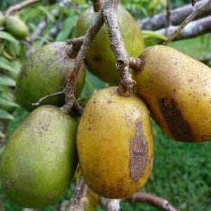 May include: A cluster of oval-shaped hog plums hanging from a tree branch. The fruits exhibit a gradient of colors ranging from deep green to golden yellow, with some showing brown speckled textures and rough patches on their smooth, firm skins.
