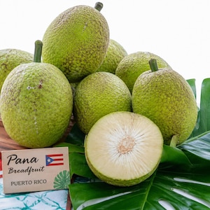 May include: A collection of round, green breadfruit with textured rinds, including one halved fruit showing a pale, fibrous interior. A small rectangular sign displays the text "Pana Breadfruit" with a Puerto Rican flag and "PUERTO RICO".