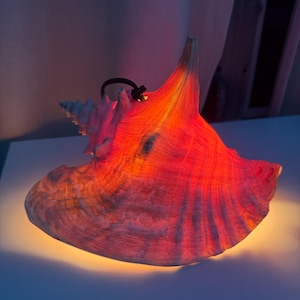 May include: A large conch shell lamp emitting a warm, vibrant glow. The shell features a natural, textured surface with a gradient of orange and red light illuminating its interior and exterior. A black power cord exits from the top of the shell.