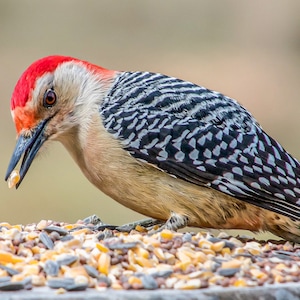 Awesome Red-Bellied Woodpecker Photo, Nature/Bird Digital Art Print - Instant Download