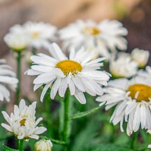 Beautiful Daisy Flower Photo, Floral Digital Art Print – Instant Download