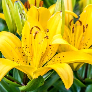 Hermosa foto de flor de lirio, impresión de arte digital - Descarga instantánea