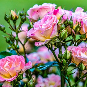Beautiful Pink Rose Photo, Floral Digital Art Print – Instant Download