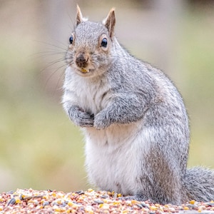 Squirrel Nature Photography Digital Art Print – Instant Download
