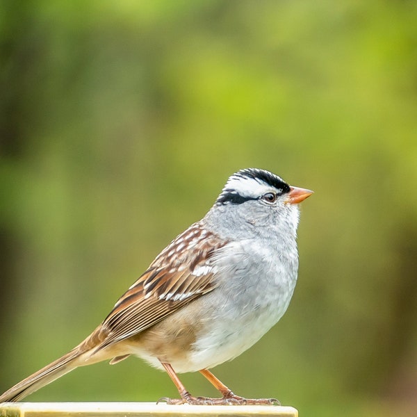 Weißbedeckter Spatz Fotografie - Digital Download