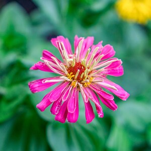 May include: A vibrant pink zinnia flower with white edges on the petals and a yellow center. The flower is in focus against a blurred green background.
