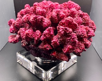 Red Coral Reef Sculpture, Acrylic Painted Resin with Crystal Base