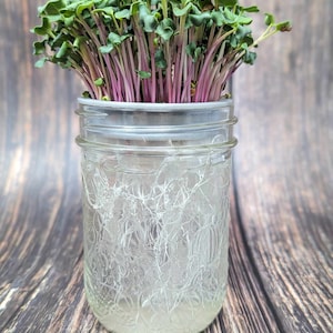 Può includere: Un barattolo di vetro con un coperchio bianco pieno di microgreens di ravanello viola. Il barattolo è su una superficie di legno.
