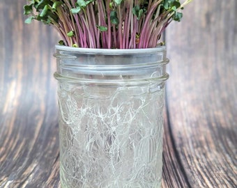 Mini Microgreen Farm / Wheatgrass Farm / Self Watering