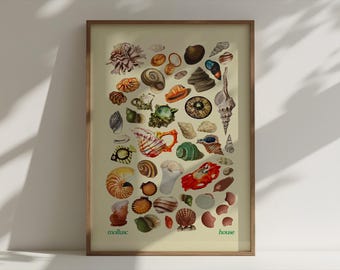 Mollusc House Shell Poster