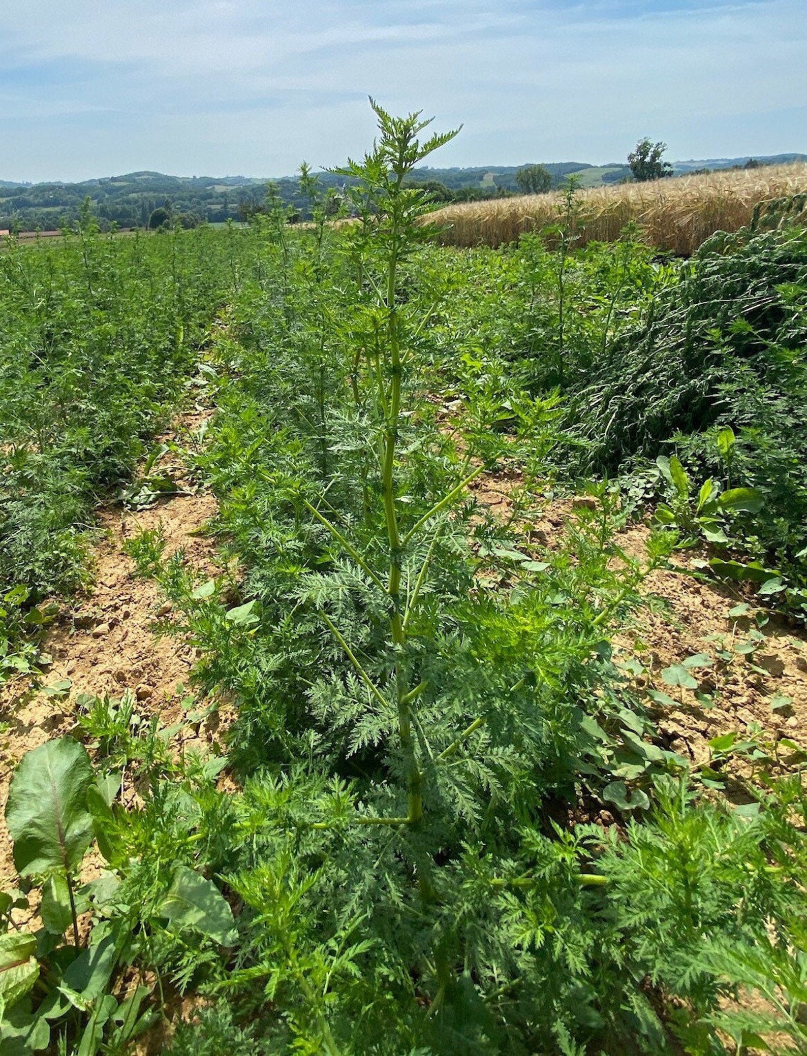 Demeter/Bio Artemisia annua Samen Etsy Schweiz