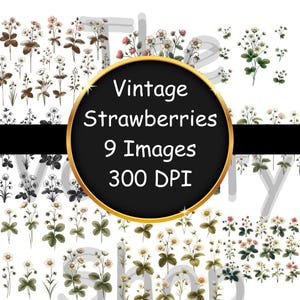 Vintage Strawberry Plant PNG, Sublimation Design, Strawberry Designs, Spring Lover PNG, Berry Lover, Digital Download, Decoupage Image