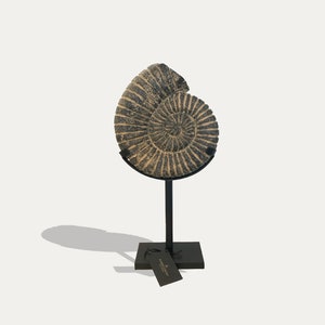 May include: A fossilized ammonite shell on a black metal stand. The shell is a light brown colour with a dark grey spiral pattern.