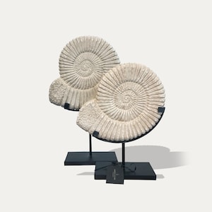 Puede incluir: Dos conchas de amonites fosilizadas blancas sobre soportes de metal negro. Los amonites se muestran sobre una superficie negra.
