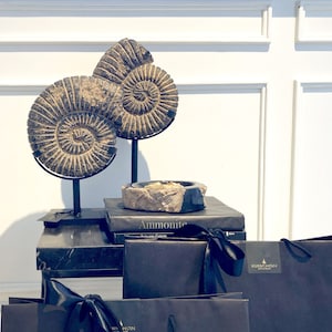 Set of 2 black ammonite stone statues from Java