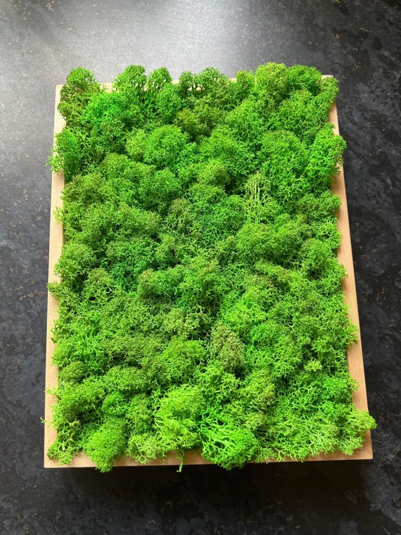 Preserved Moss Wall Decor Moss Wall Art Framed Wall Decor Etsy