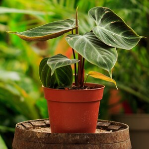 Philodendron El Choco Red