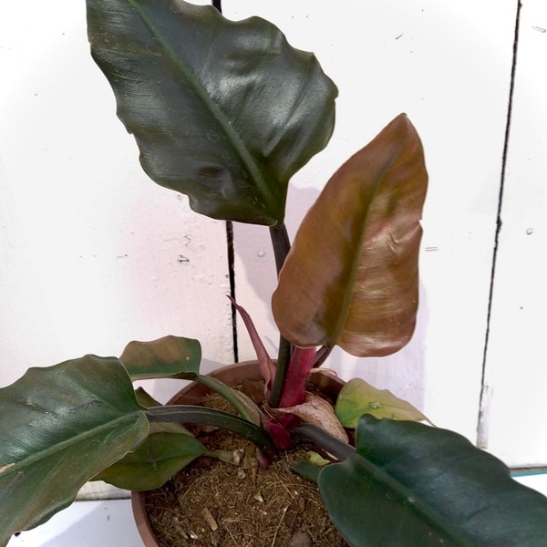 Philodendron Caramel