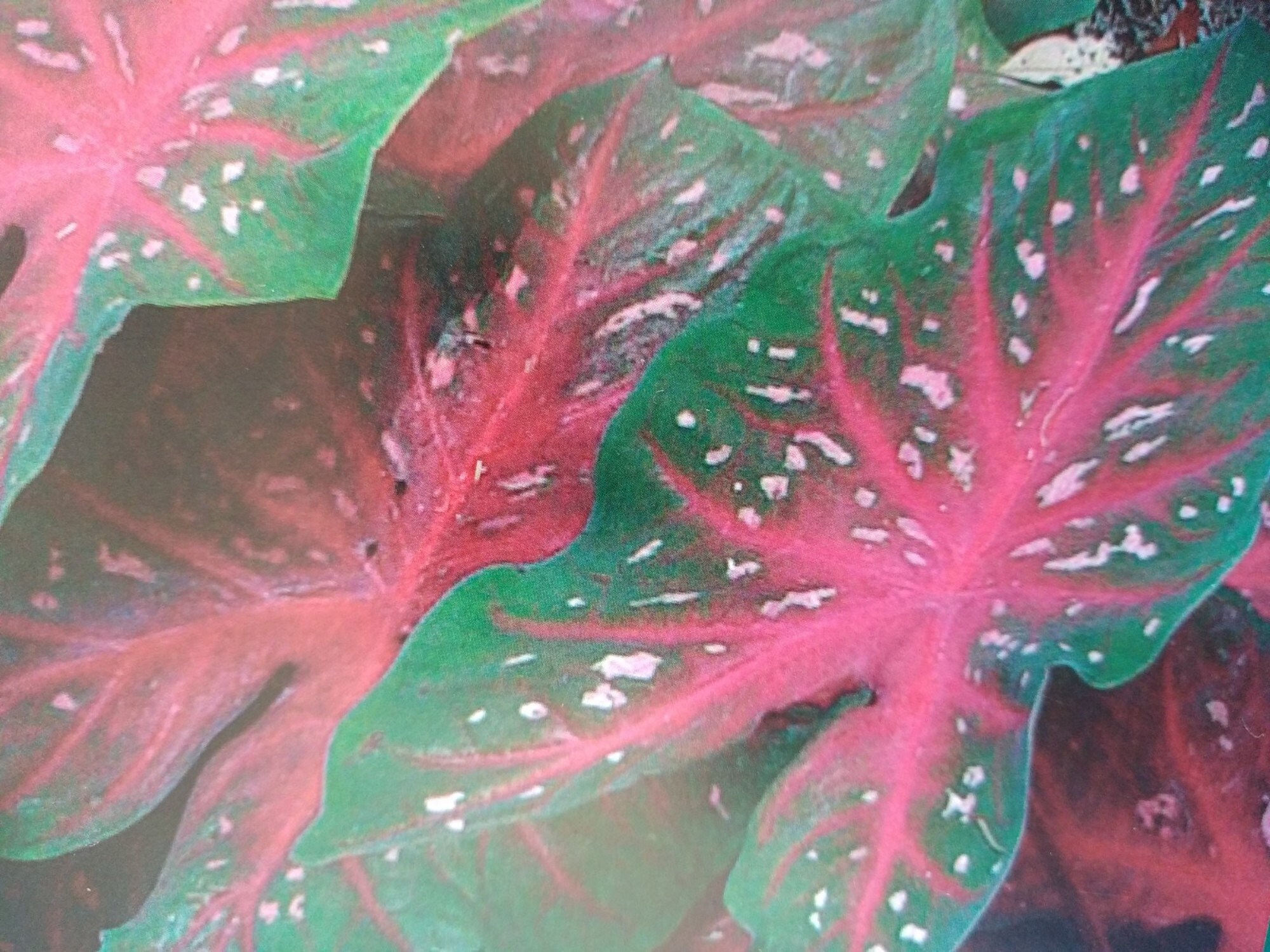 Caladium Red Flash