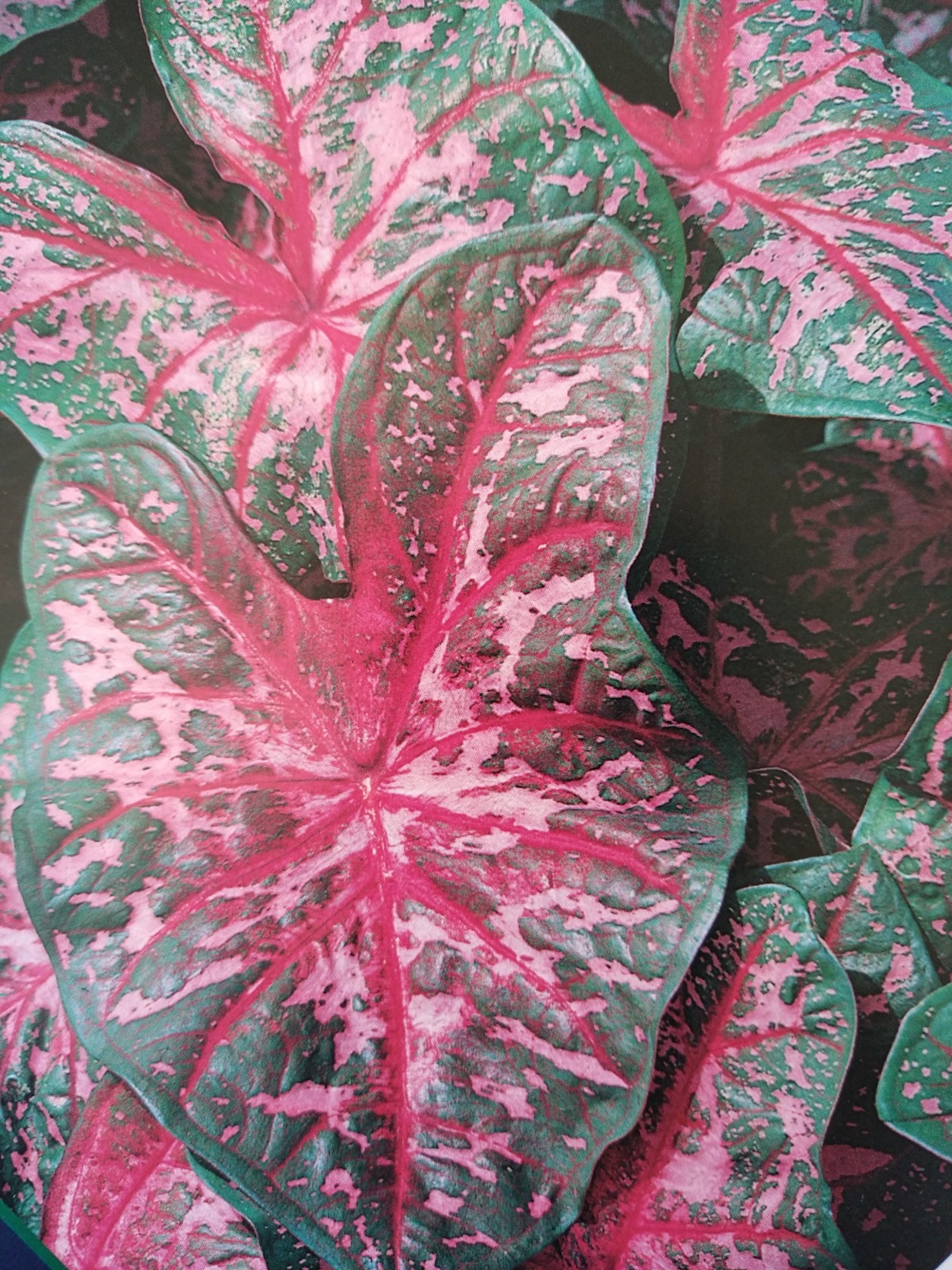 Caladium Carolyn Whorton