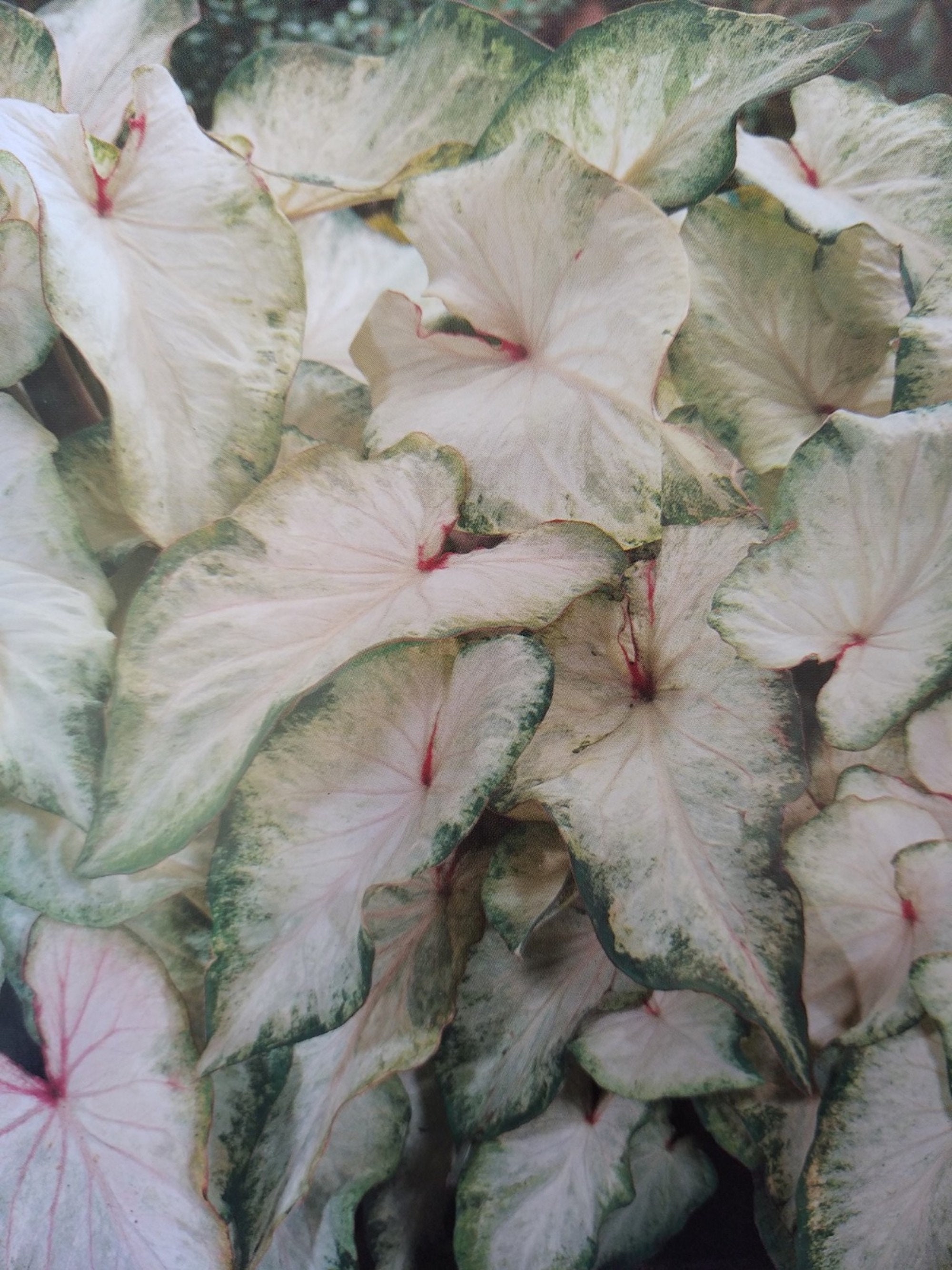 Caladium White Wing