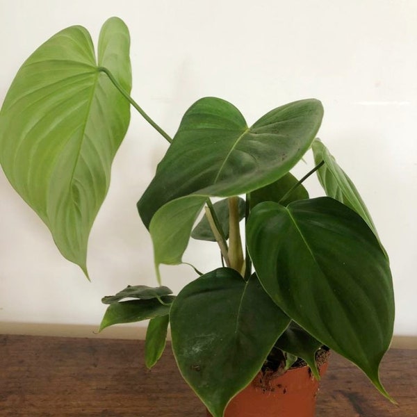 Philodendron Grandipes